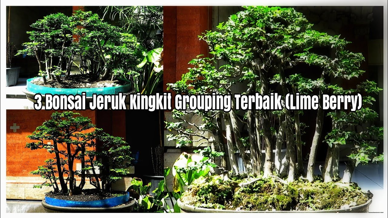 Detail Bonsai Grouping Terbaik Nomer 39