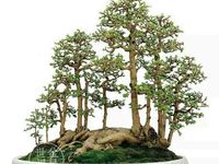 Detail Bonsai Grouping Terbaik Nomer 5