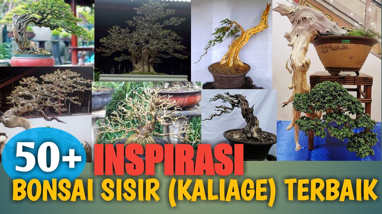 Detail Bonsai Grouping Terbaik Nomer 41