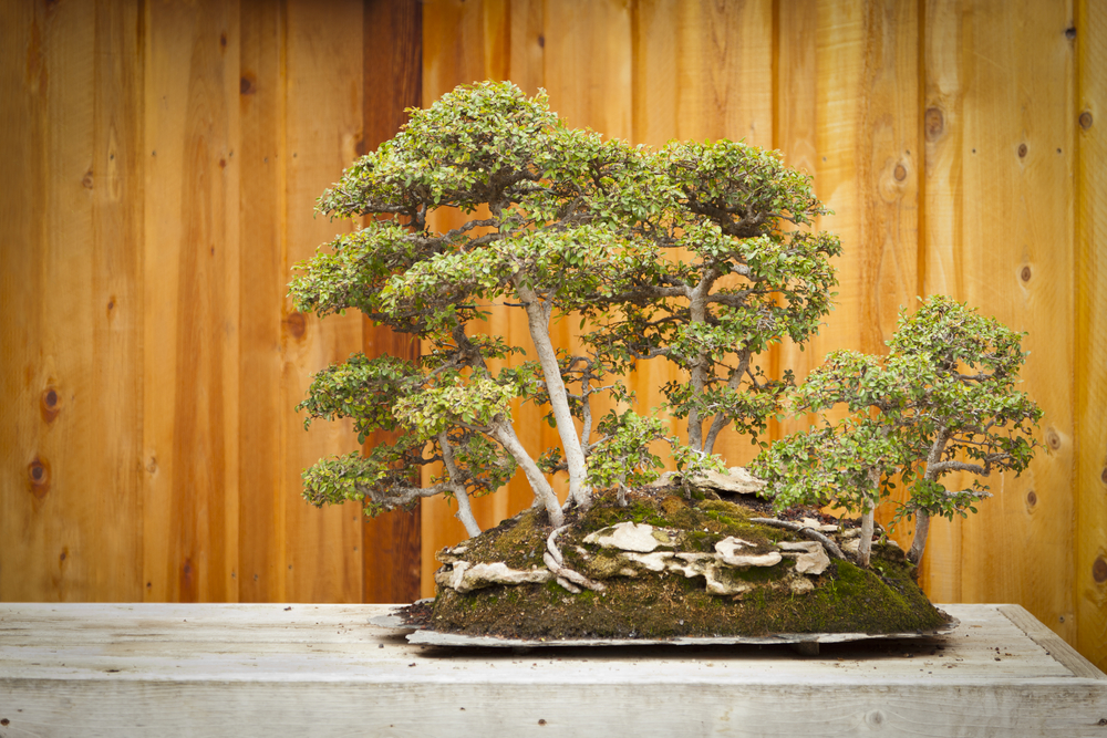 Detail Bonsai Grouping Terbaik Nomer 42