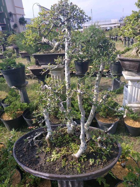 Detail Bonsai Grouping Terbaik Nomer 44