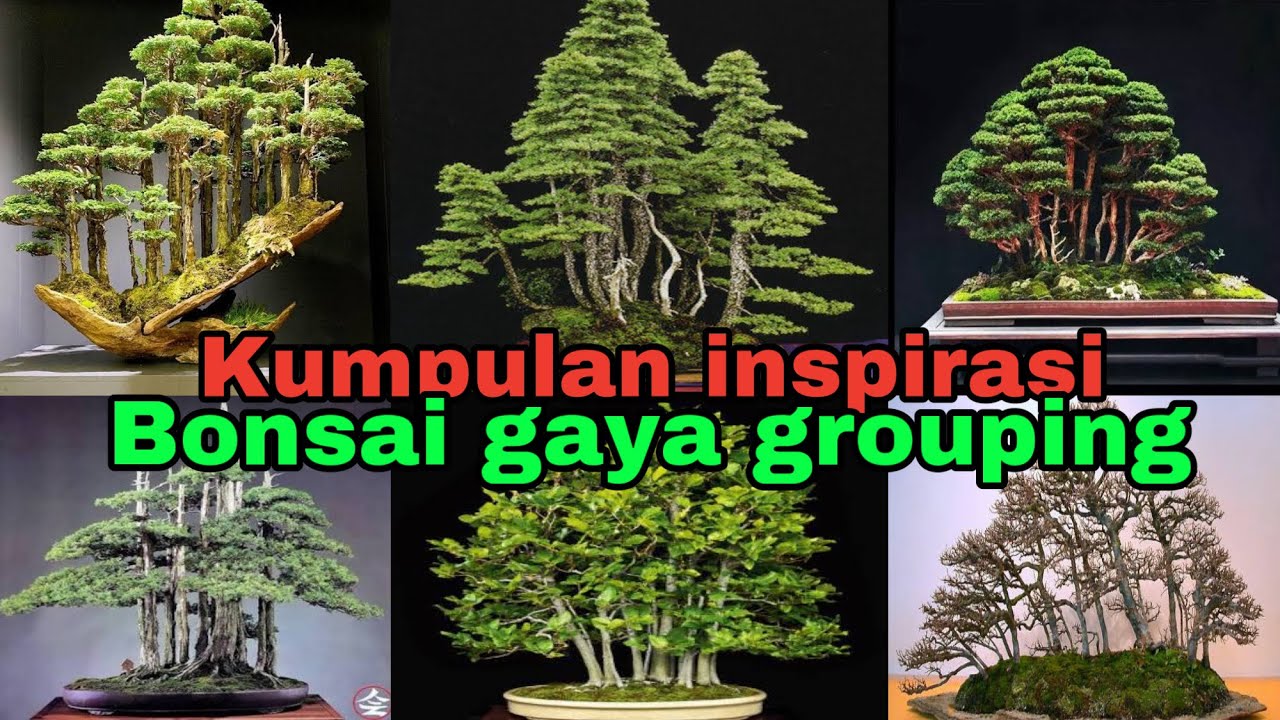 Detail Bonsai Grouping Terbaik Nomer 6