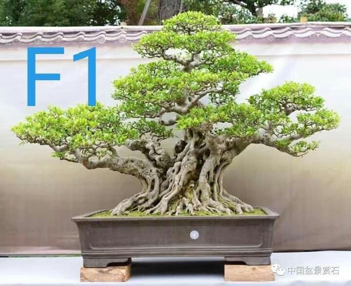 Detail Bonsai Grouping Terbaik Nomer 51