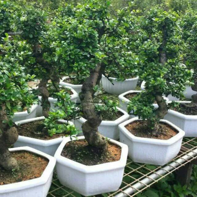 Detail Bonsai Grouping Terbaik Nomer 52