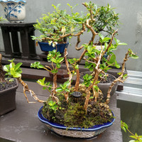 Detail Bonsai Grouping Terbaik Nomer 54