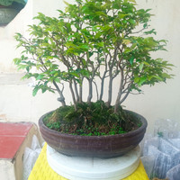 Detail Bonsai Grouping Terbaik Nomer 55