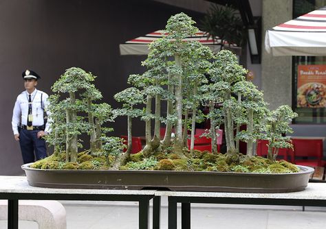 Detail Bonsai Grouping Terbaik Nomer 8