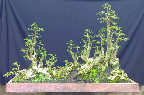 Detail Bonsai Grouping Terbaik Nomer 9