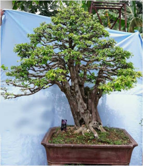 Detail Bonsai Gulgum Juara Nomer 20