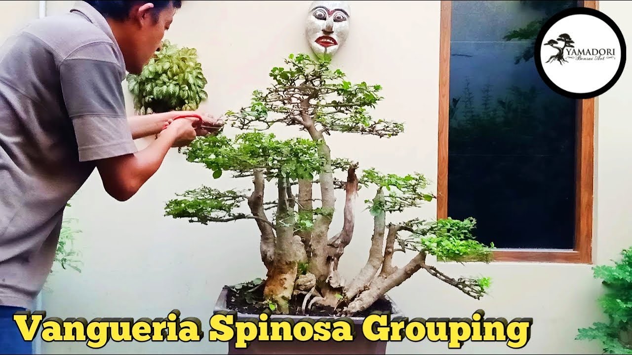 Detail Bonsai Gulgum Juara Nomer 3