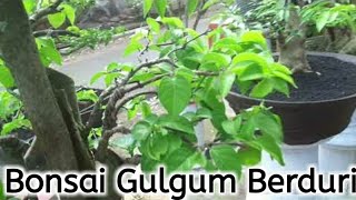 Detail Bonsai Gulgum Juara Nomer 34