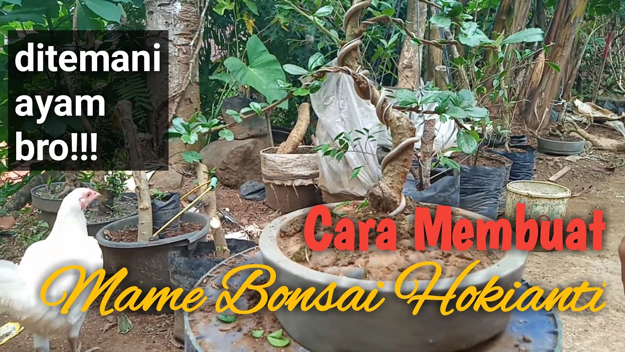 Detail Bonsai Gulgum Juara Nomer 46