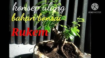 Detail Bonsai Gulgum Juara Nomer 47