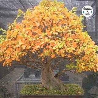 Detail Bonsai Gulgum Juara Nomer 48