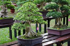 Detail Bonsai Gulgum Juara Nomer 56