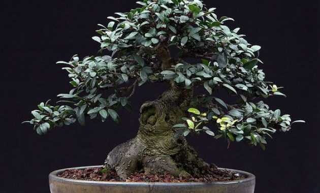 Detail Bonsai Gulgum Juara Nomer 58