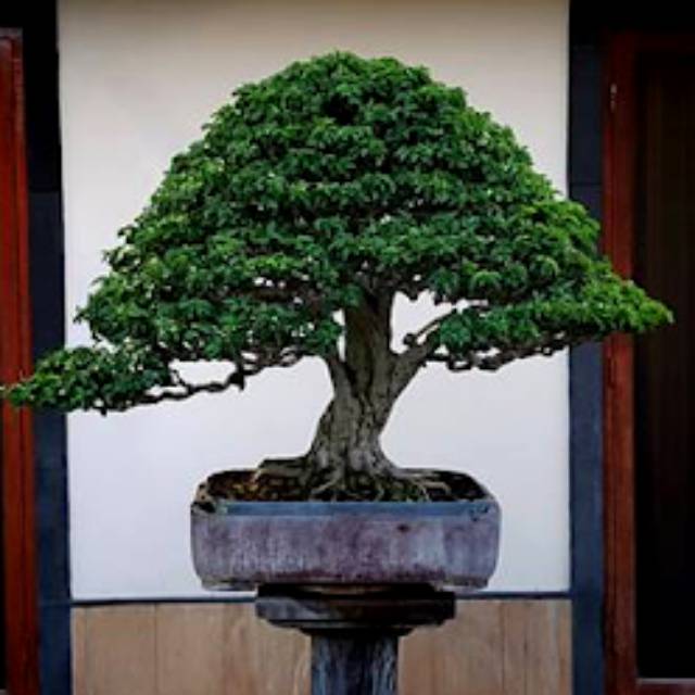 Detail Bonsai Gulgum Juara Nomer 7