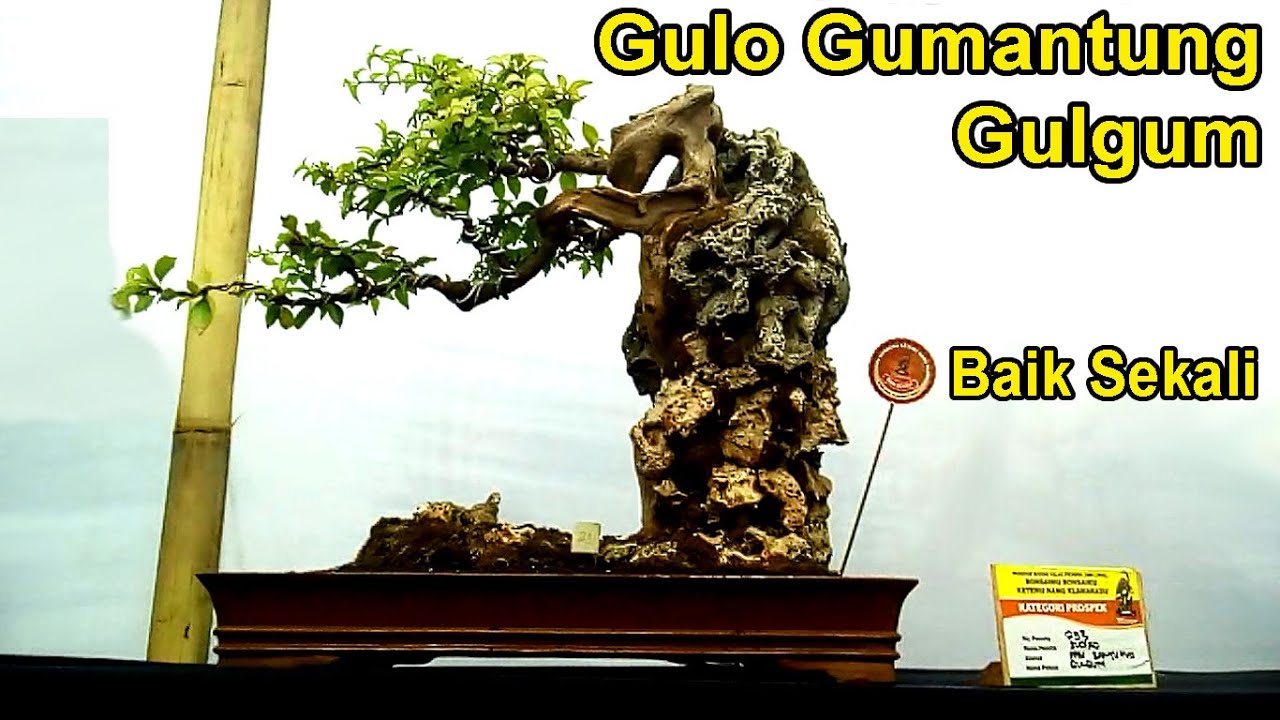 Detail Bonsai Gulgum Juara Nomer 10