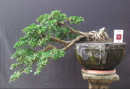 Detail Bonsai Hokiantea Juara Nomer 8