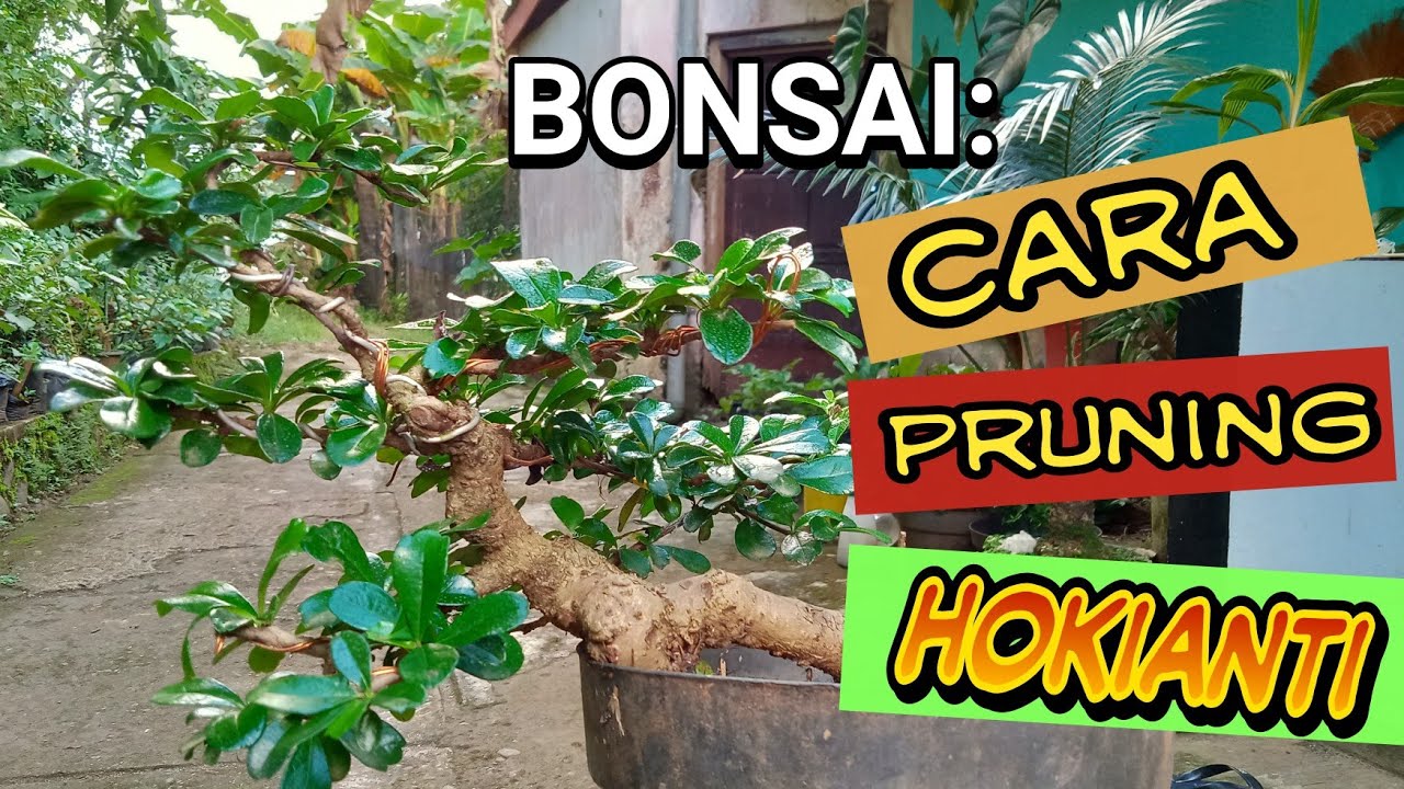 Detail Bonsai Hokiantea Juara Nomer 9