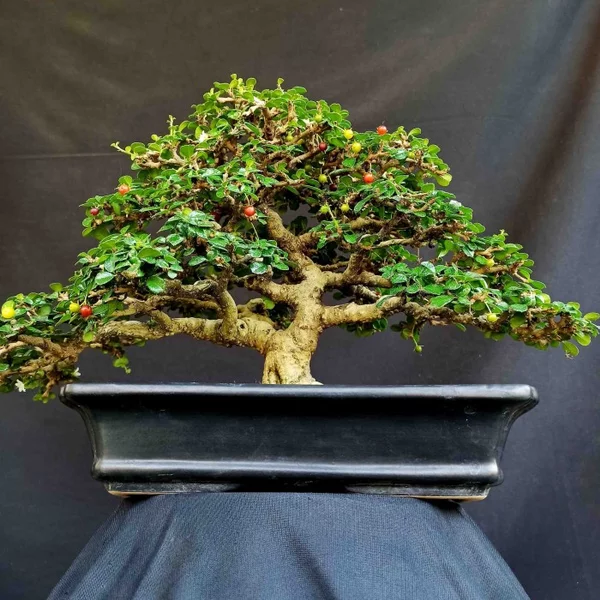 Detail Bonsai Hokiantea Juara Nomer 13