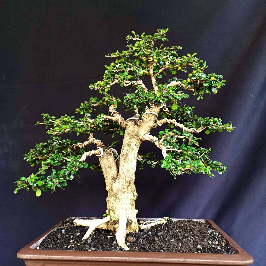 Detail Bonsai Hokiantea Juara Nomer 23