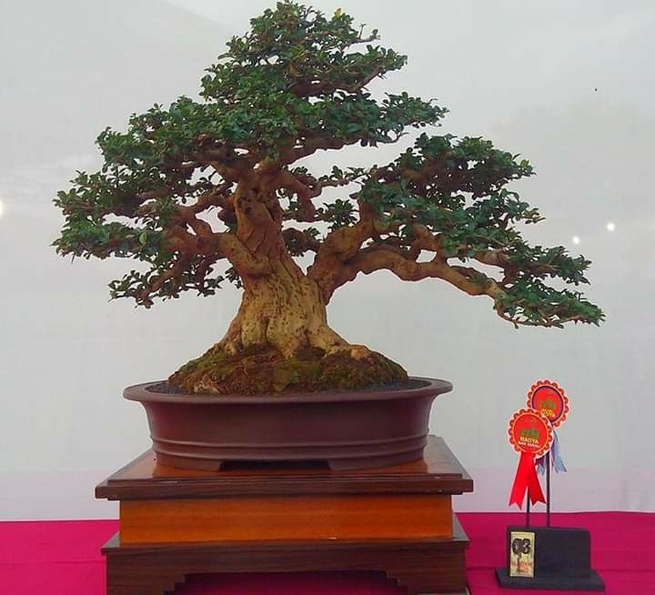 Detail Bonsai Hokiantea Juara Nomer 25