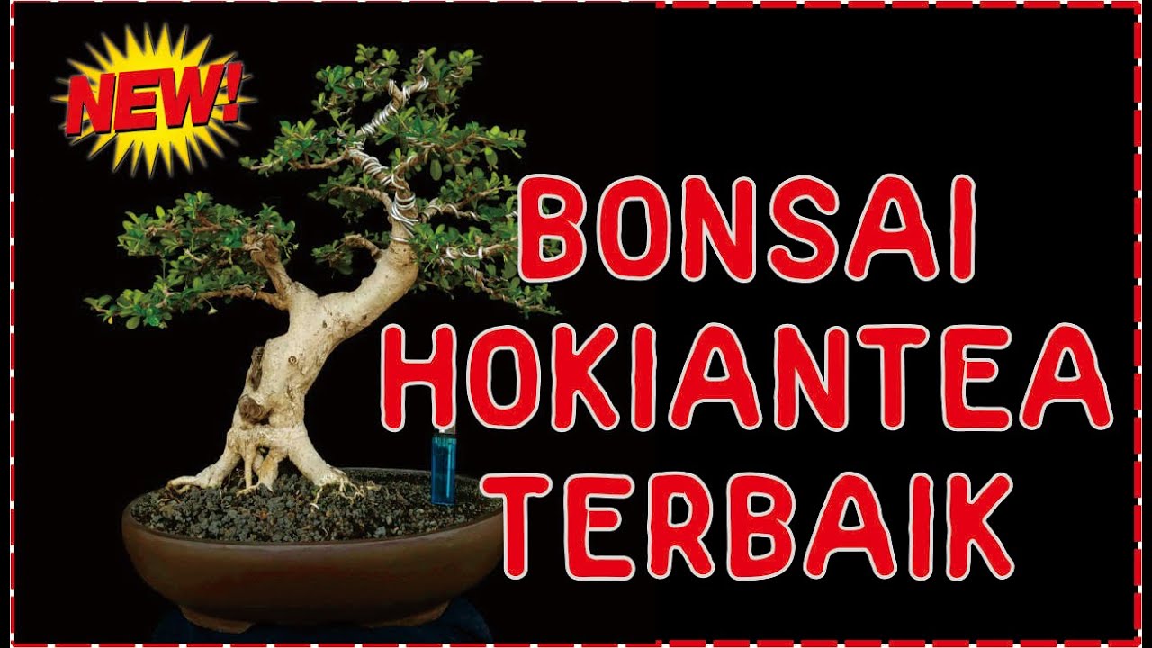 Detail Bonsai Hokiantea Juara Nomer 26