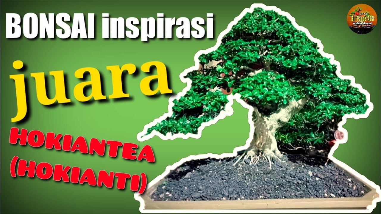 Detail Bonsai Hokiantea Juara Nomer 28