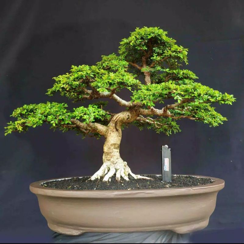 Detail Bonsai Hokiantea Juara Nomer 30