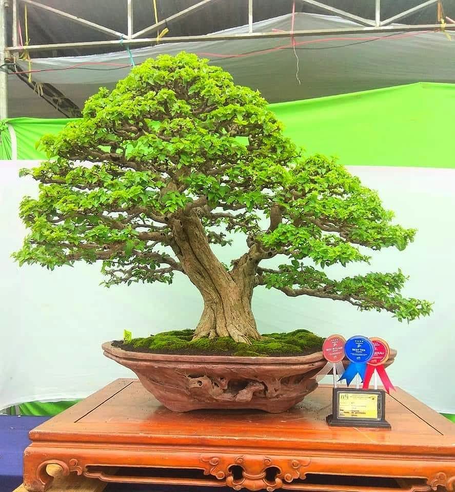 Detail Bonsai Hokiantea Juara Nomer 31