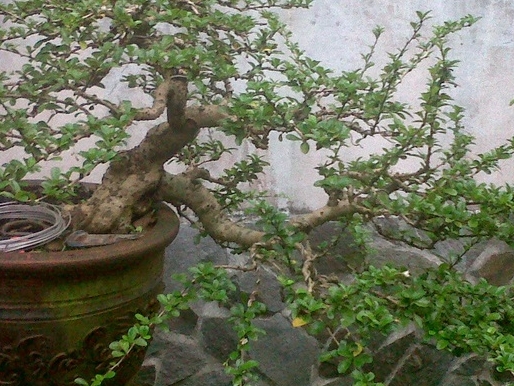 Detail Bonsai Hokiantea Juara Nomer 42