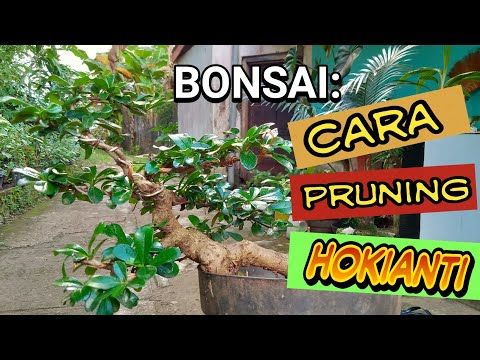 Detail Bonsai Hokiantea Juara Nomer 6