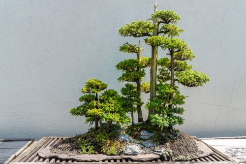 Detail Bonsai Hutan Mini Nomer 14