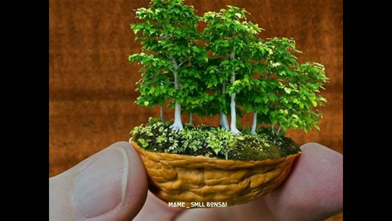 Detail Bonsai Hutan Mini Nomer 15