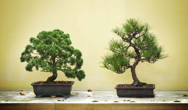 Detail Bonsai Hutan Mini Nomer 46