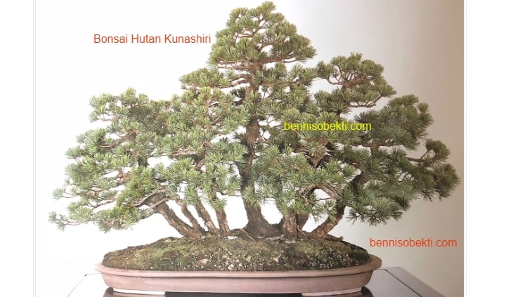 Detail Bonsai Hutan Mini Nomer 10