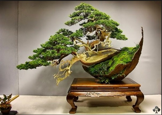 Bonsai Jepang Terbaik - KibrisPDR