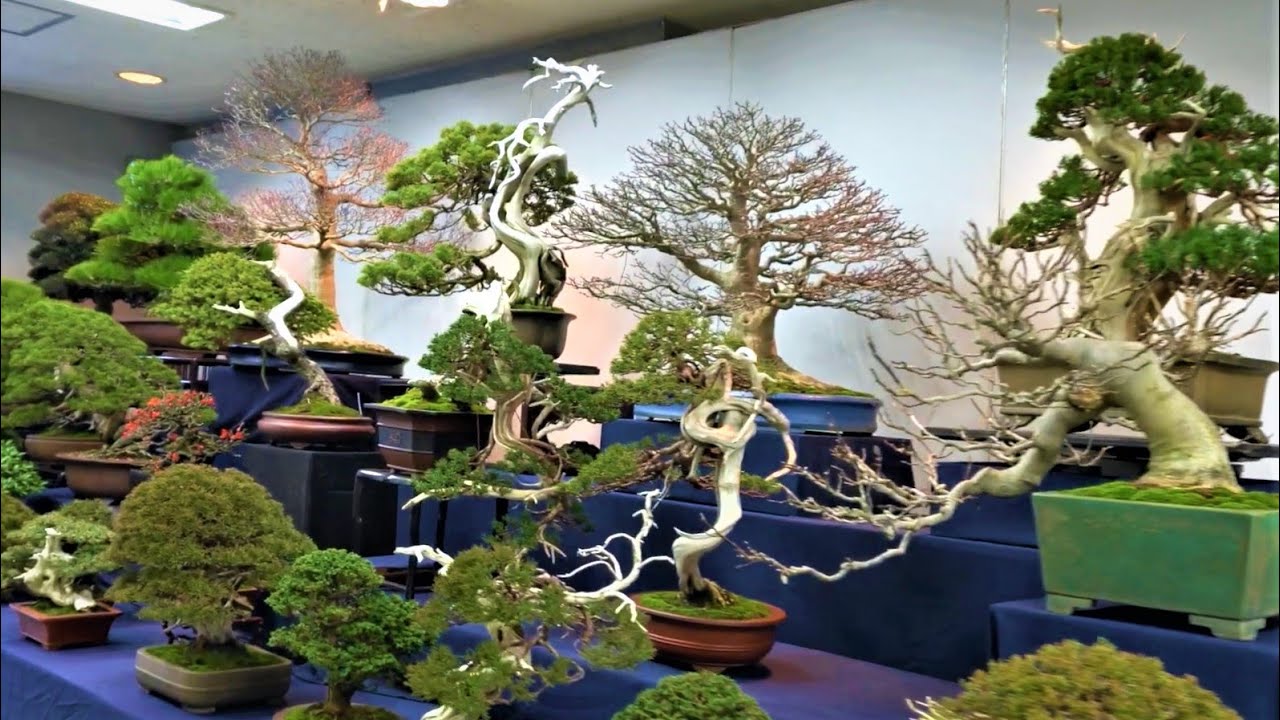 Detail Bonsai Jepang Terbaik Nomer 2