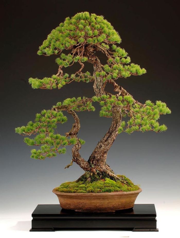 Detail Bonsai Jepang Terbaik Nomer 12