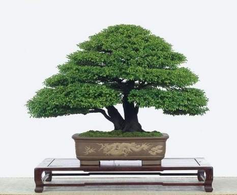 Detail Bonsai Jepang Terbaik Nomer 13