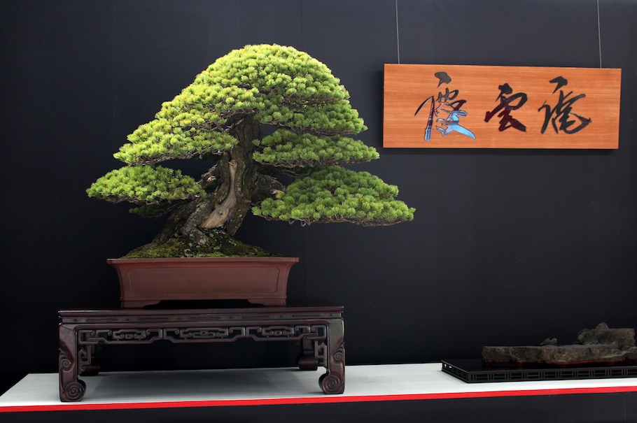 Detail Bonsai Jepang Terbaik Nomer 14