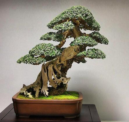 Detail Bonsai Jepang Terbaik Nomer 19