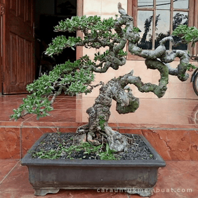 Detail Bonsai Jepang Terbaik Nomer 27