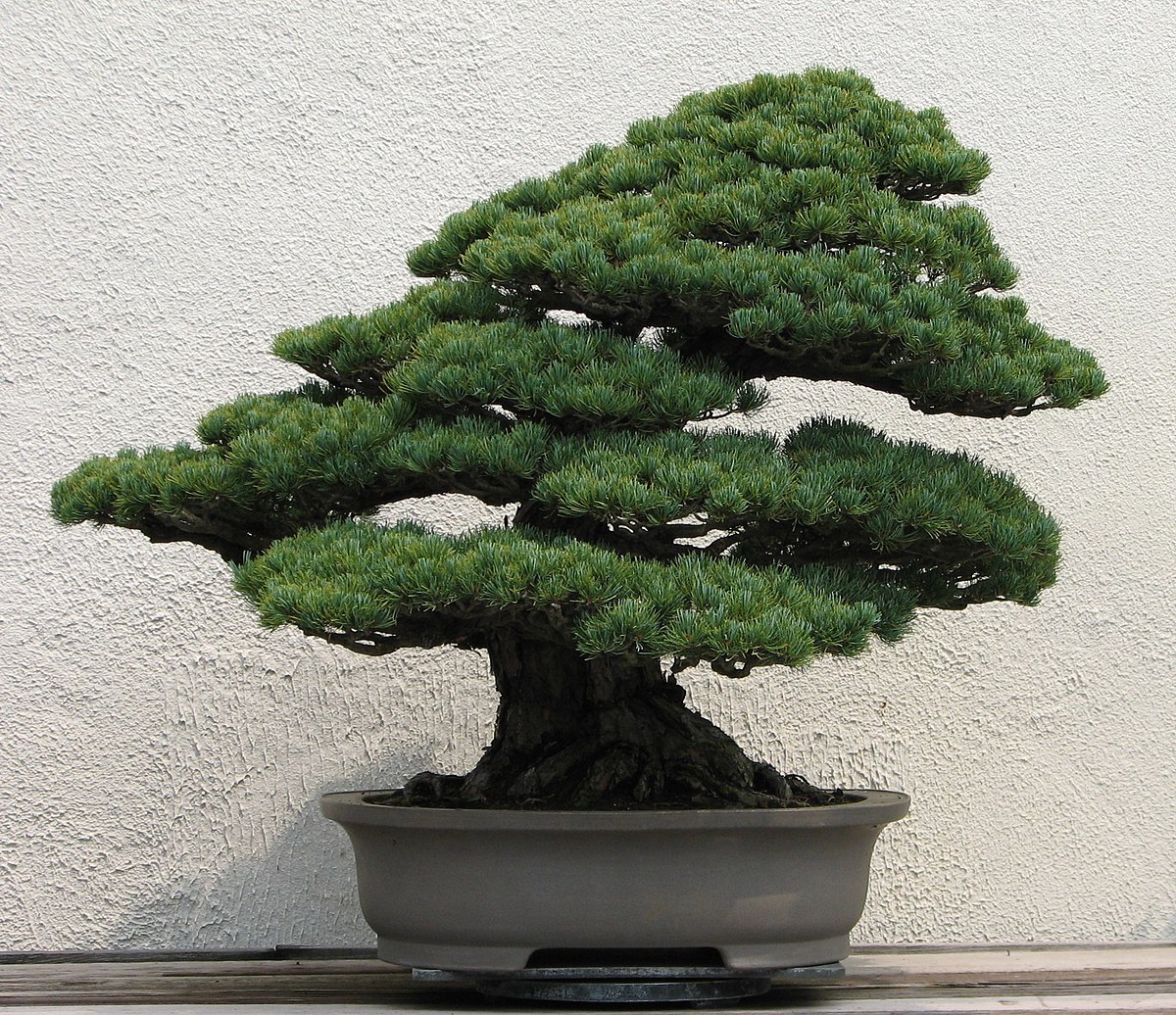 Detail Bonsai Jepang Terbaik Nomer 31