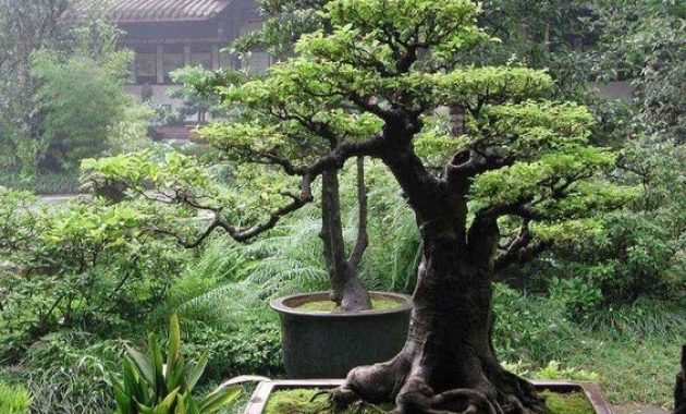 Detail Bonsai Jepang Terbaik Nomer 33