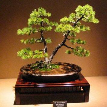 Detail Bonsai Jepang Terbaik Nomer 42