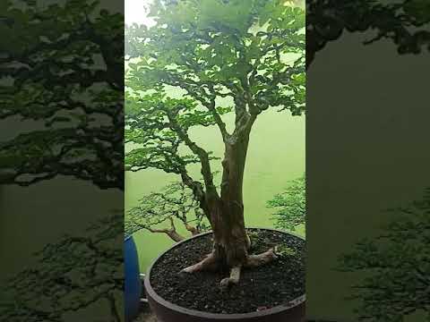 Detail Bonsai Jeruk Kingkit Juara Nomer 12