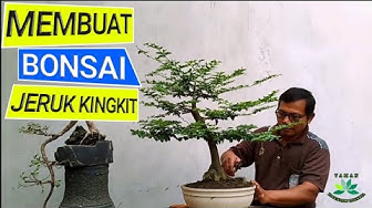 Detail Bonsai Jeruk Kingkit Juara Nomer 19