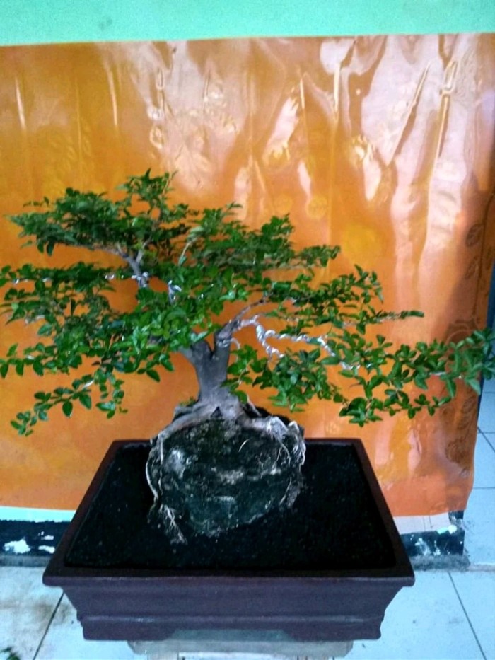 Detail Bonsai Jeruk Kingkit Juara Nomer 27